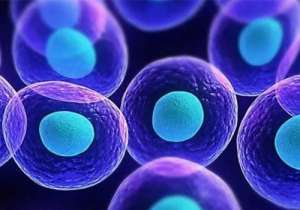 研究人员成功用人类干细胞模拟人类囊胚 规避科研伦理问题