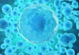 科学家利用多能干细胞成功培育人造精子，可生育健康后代